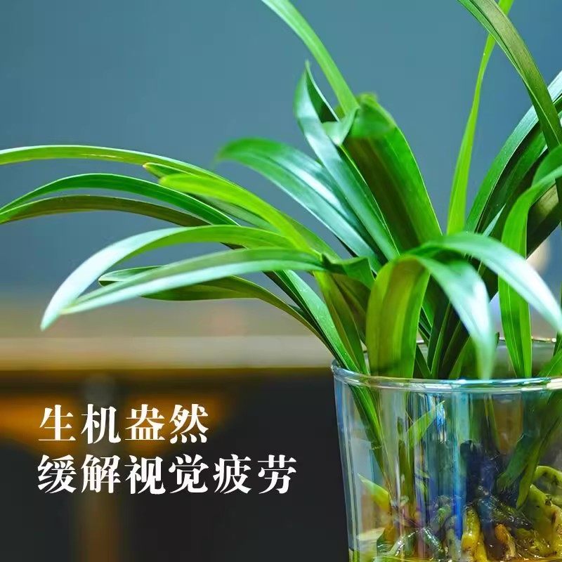 水培香水兰花苗中矮种室内植物浓香四季建花卉耐寒冬季带花苞客厅,淘宝优惠券,粉丝福利购,淘宝优惠卷