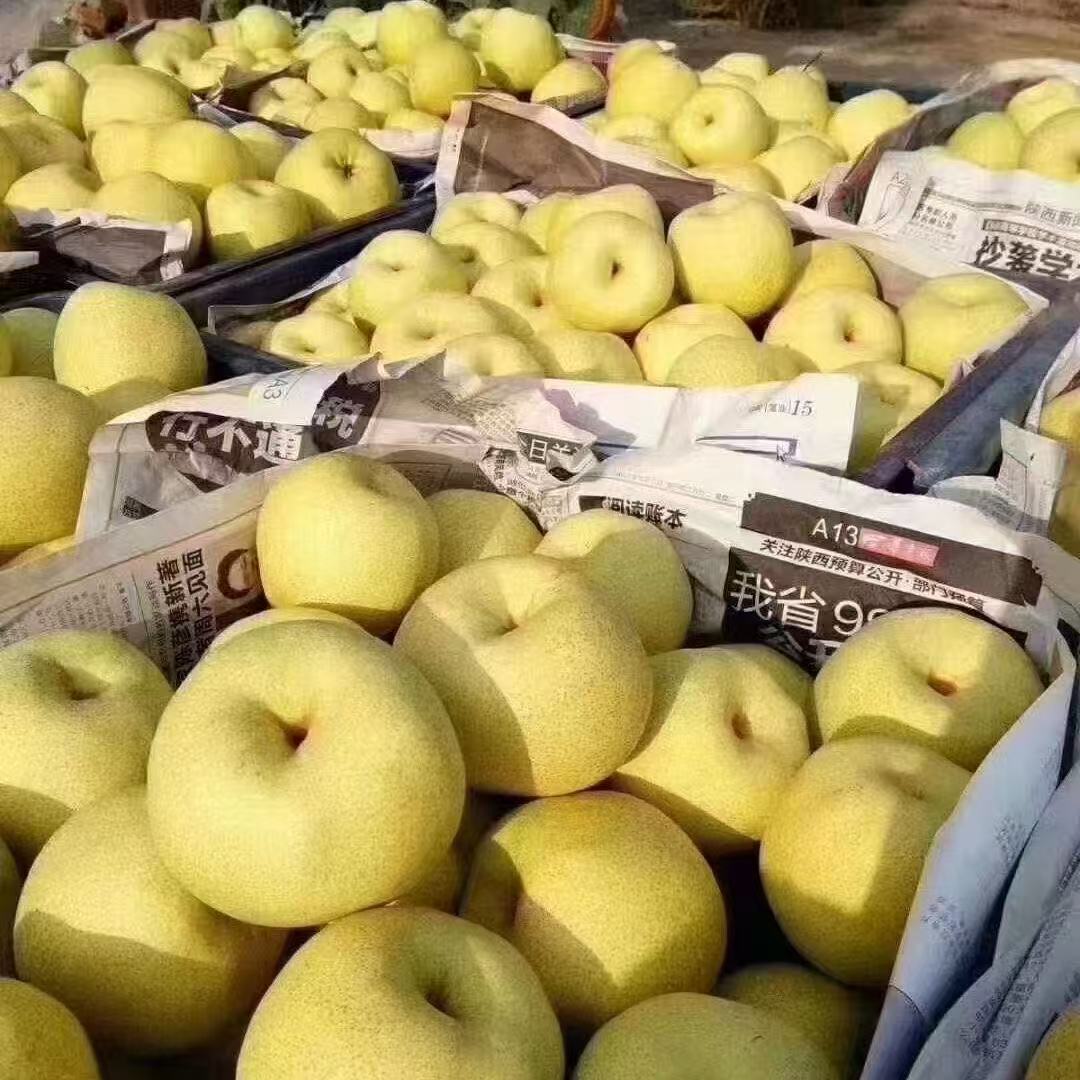 陕西小河酥梨高山酥梨细皮核小脆甜多汁当季新鲜梨子商用