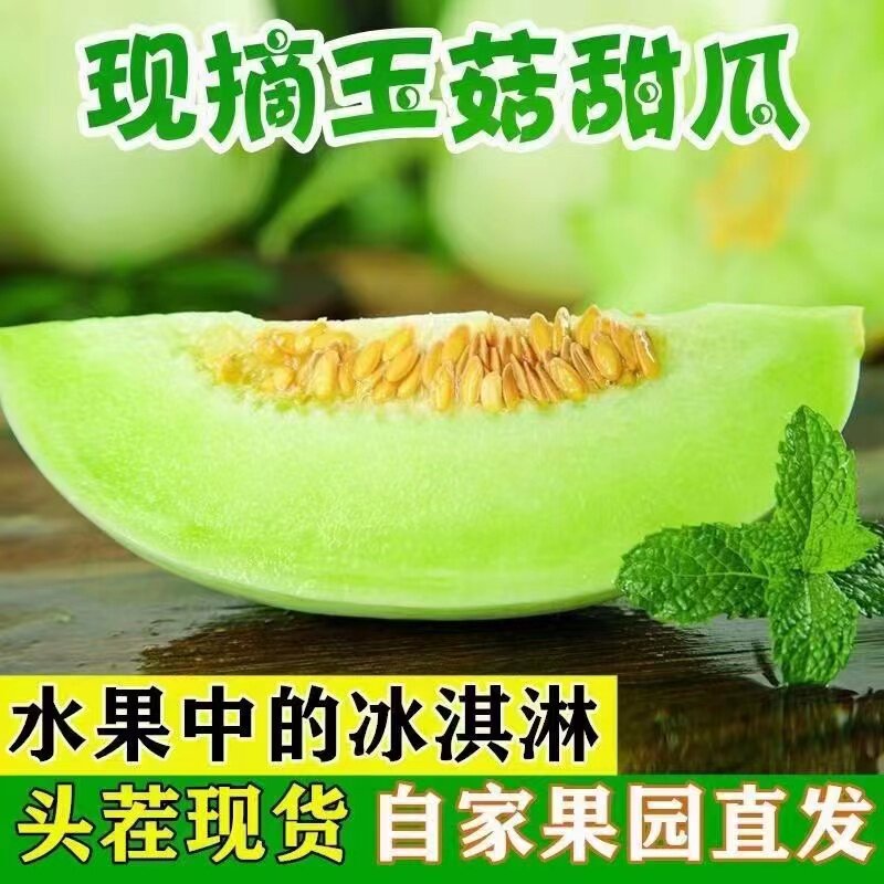头茬山东玉菇甜瓜净重3斤