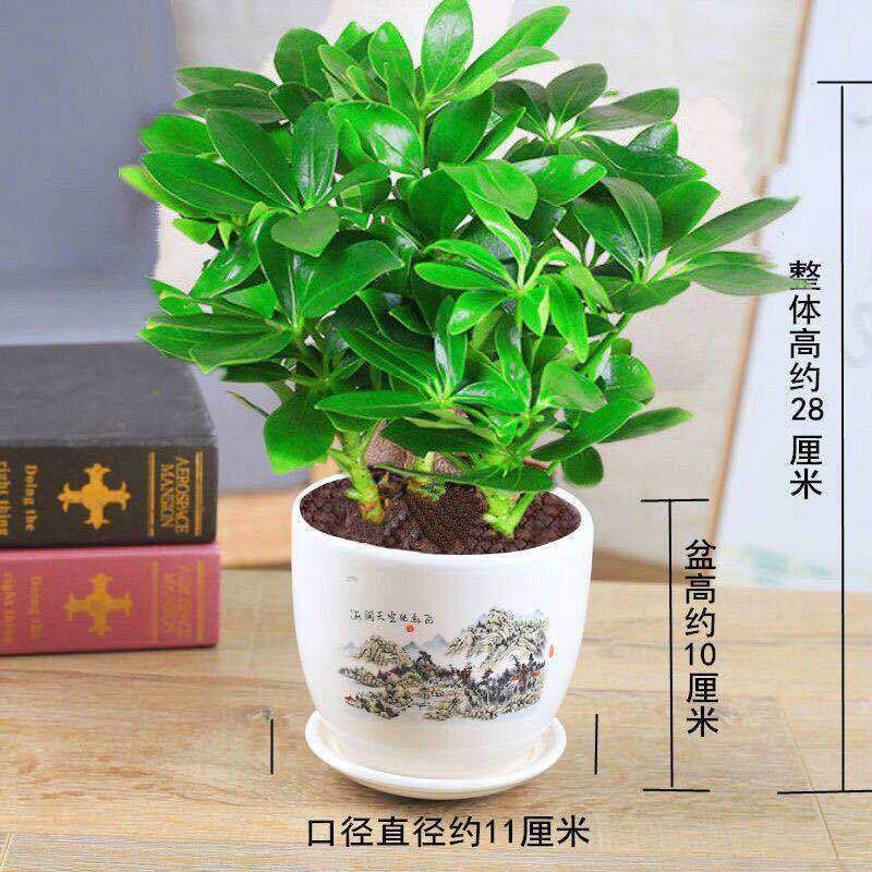 大型室内客厅盆栽花卉八方来财鸭脚木绿植七叶莲发财树鸭掌木招财,淘宝优惠券,粉丝福利购,淘宝优惠卷