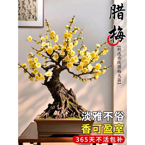 腊梅花树苗盆栽耐寒庭院老桩红梅花卉盆景冬季带花苞室内室外开花 - 图1