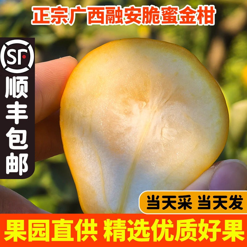 顺丰包邮融安脆蜜金柑广西正宗第三代脆蜜金桔特大果新鲜水果整箱,淘宝优惠券,粉丝福利购,淘宝优惠卷