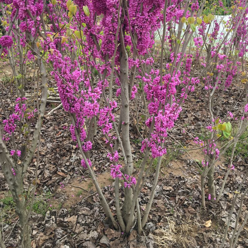 紫荆花树苗庭院室外耐寒花卉南北方植物四季开花盆栽风景造型阳台 - 图2