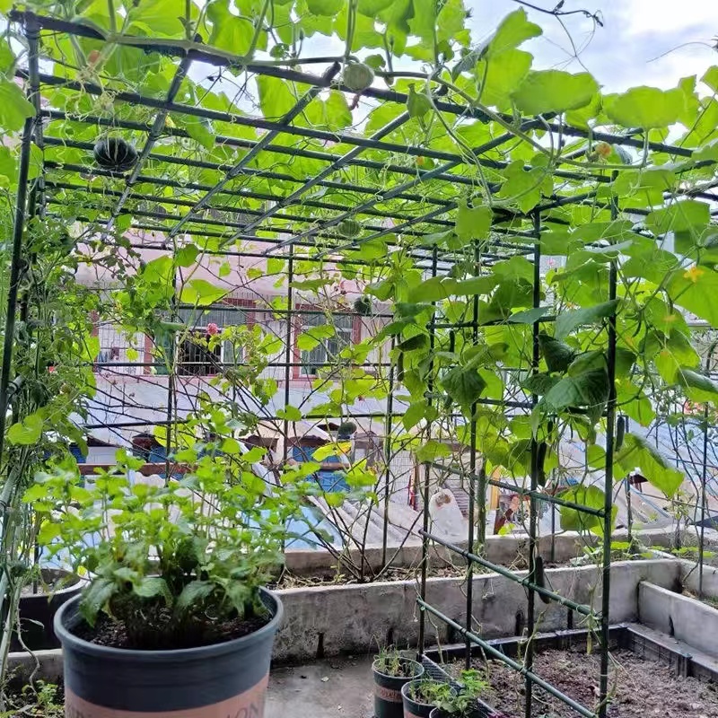 爬藤架花架葡萄豆角黄瓜架子包塑钢管植物种菜搭架园艺支撑杆窗台-图1