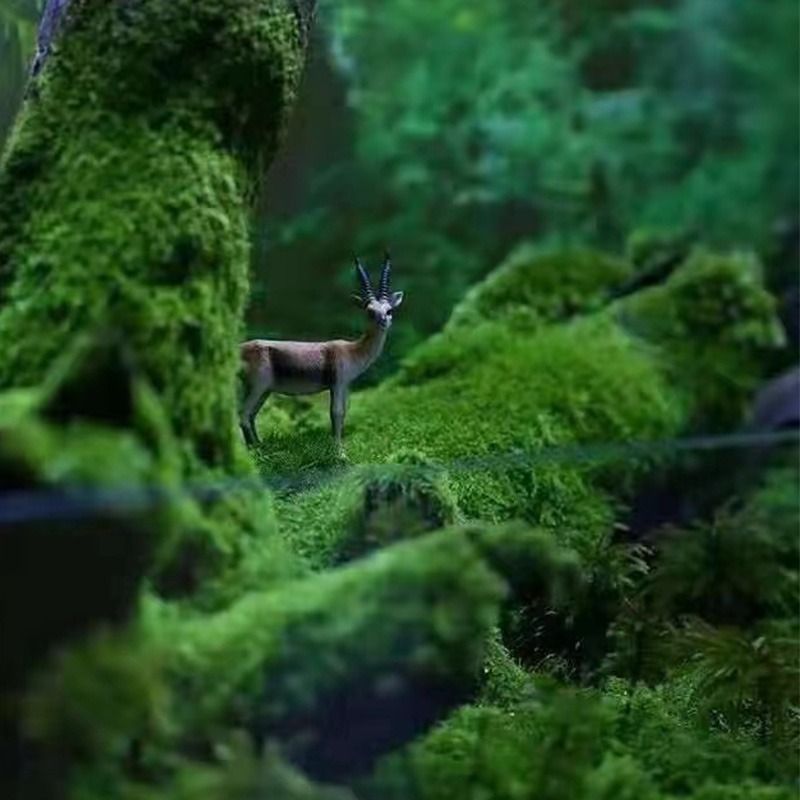 鲜活苔藓微景观生态瓶diy白发藓盆景假山装饰植物材料青苔小灰 - 图0