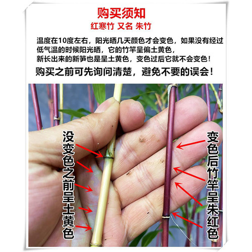 红竹苔藓球观音竹子盆栽水培植物景观凤尾竹米竹客厅桌面观赏盆景 - 图3