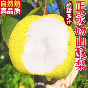 【礼金+金币16.1】砀山酥梨带箱9斤