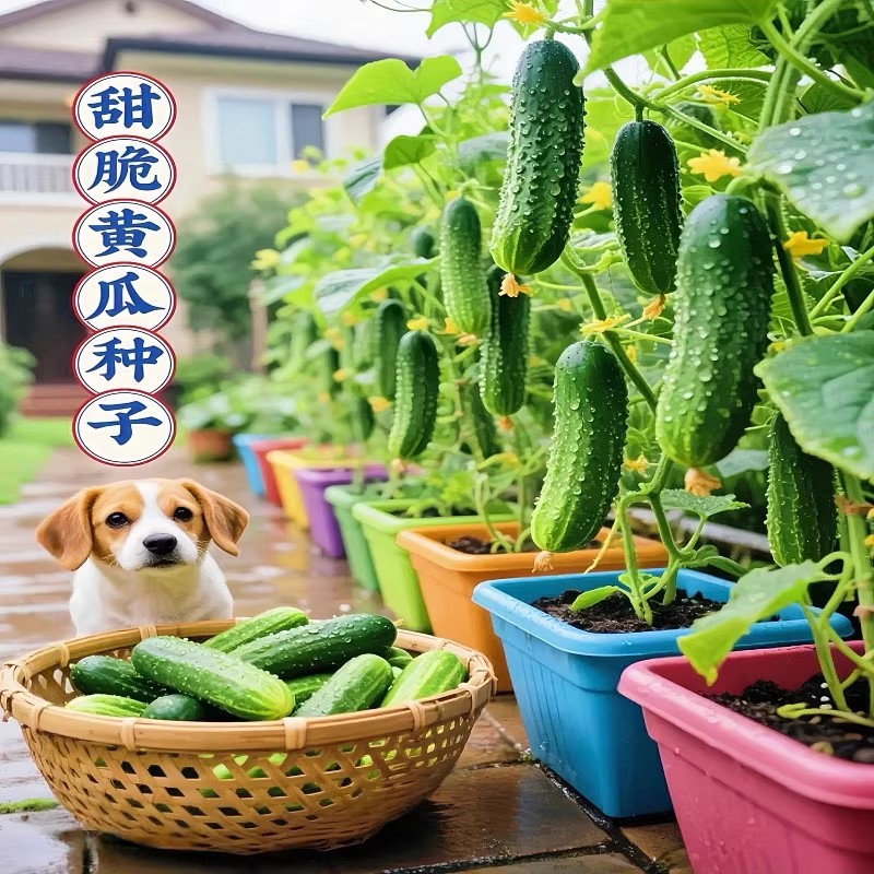 新种子秋黄瓜种子七号绿心水果黄瓜春夏秋播种籽蔬菜高产 - 图1