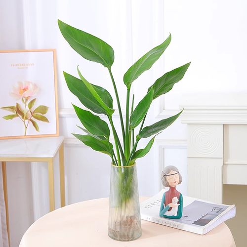 水培天堂鸟盆栽花卉植物室内客厅绿植桌面鹤望兰四季好养活吸甲醛 - 图1