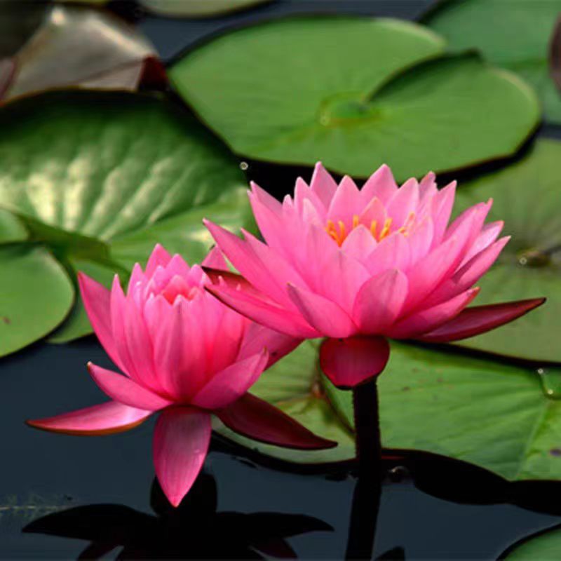 水池大睡莲睡莲根块水培植物水生根块大睡莲花根茎包成活阳台种植 - 图0