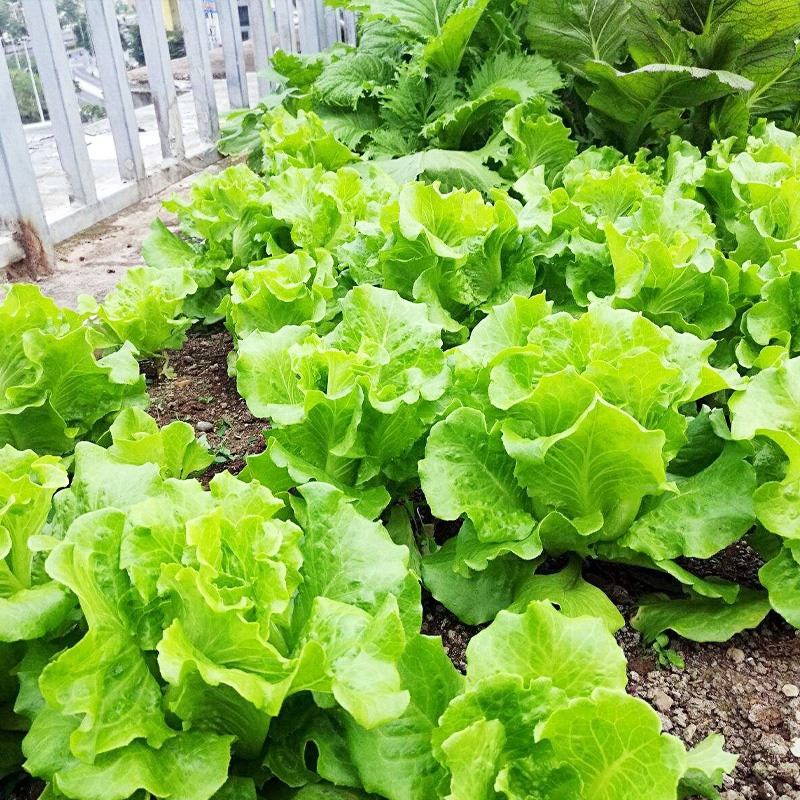 蔬菜种子四季盆栽香菜菠菜生菜韭菜草莓籽孑大全罗卜种植包菜早熟-图0