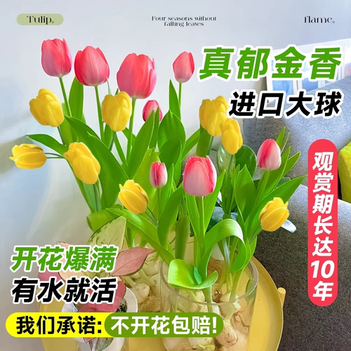 进口郁金香种球水培植物室内球根种子盆栽成品花苗好养活水仙花卉 - 图1