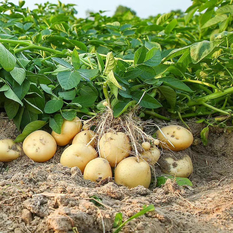 带头降价新鲜黄皮土豆黄心沙面粉糯新土豆现挖马铃薯洋芋入口常温-图2