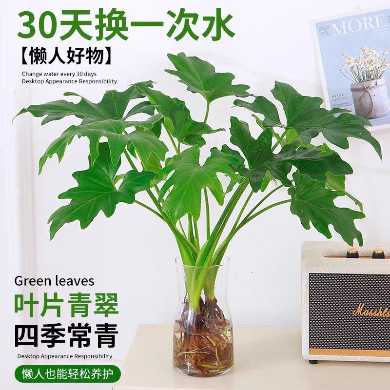 春羽龟背竹水培植物室内盆栽客厅办公室桌面绿植花卉大叶水养家里