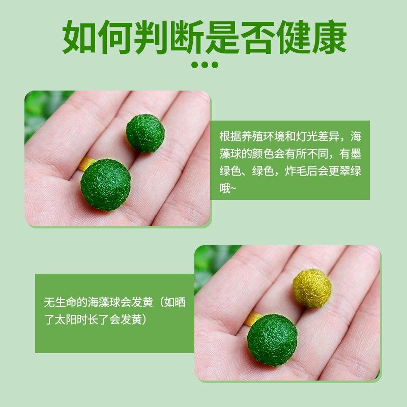 马里莫海藻球微景观生态瓶鱼缸室内桌面水培创意迷你植物水生球藻,淘宝优惠券,粉丝福利购,淘宝优惠卷