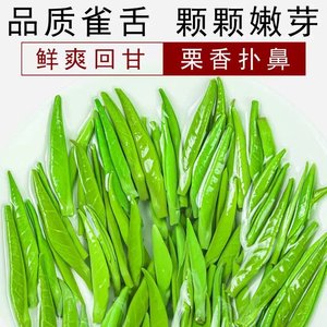 雀舌2024新茶绿茶明前头采嫩芽春茶特级浓香贵州湄潭翠芽炒青茶叶