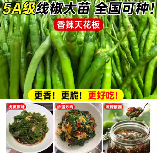 椒秧苗小辣椒朝天椒螺丝椒金条椒大全种籽阳台开花高产不辣薄皮 - 图2