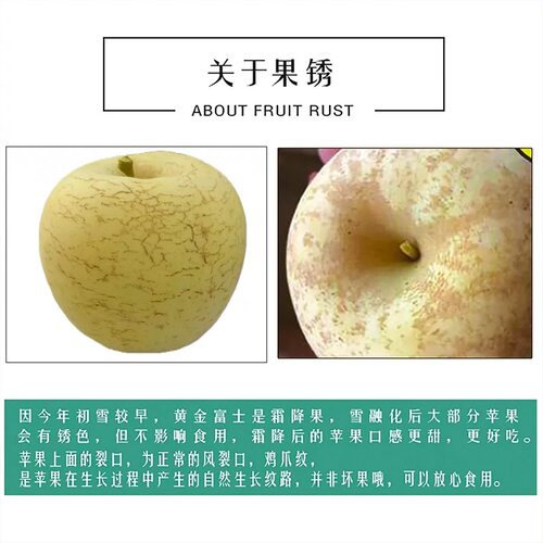 山东烟台黄金奶油富士黄苹果当季新鲜水果整箱 - 图0
