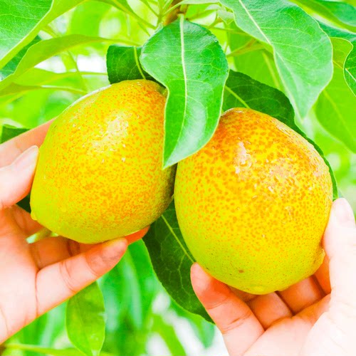 【现摘】红香酥梨当季梨子新鲜水果香梨山西时令脆甜雪梨整箱包邮 - 图0