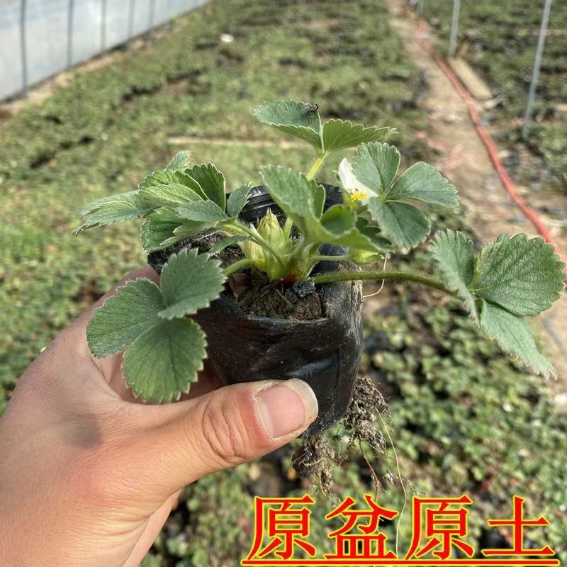 奶油草莓苗盆栽带盆带土种籽子可食用红颜四季结果阳台种植新苗秧-图1