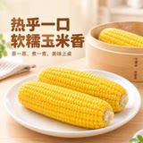 东北头茬黄糯玉米240-280g*8棒 下拉点金币13元包邮