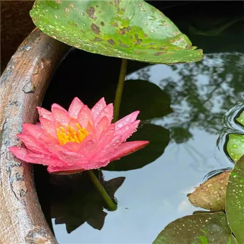 大睡莲根块睡莲花水培植物四季莲花盆栽水养花卉荷花睡莲根茎庭院 - 图1