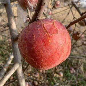 甜炸了高山红富士苹果丑平当季新鲜水果脆甜冰糖心应季一整箱