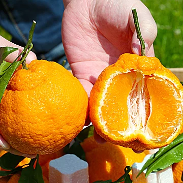 4.5斤四川不知火丑橘，单果70mm+[1元优惠券]-寻折猪