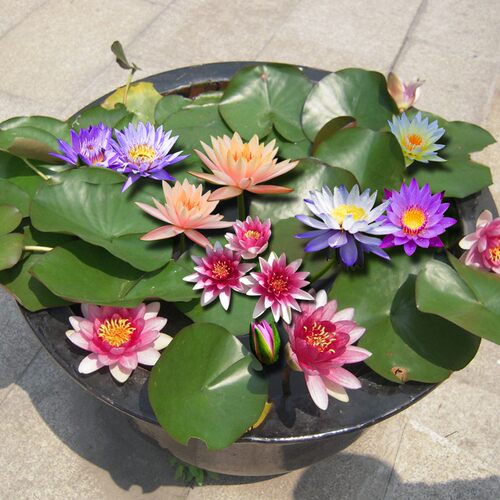 大睡莲根块睡莲花水培植物四季莲花盆栽水养荷花睡莲根茎耐寒水生 - 图2