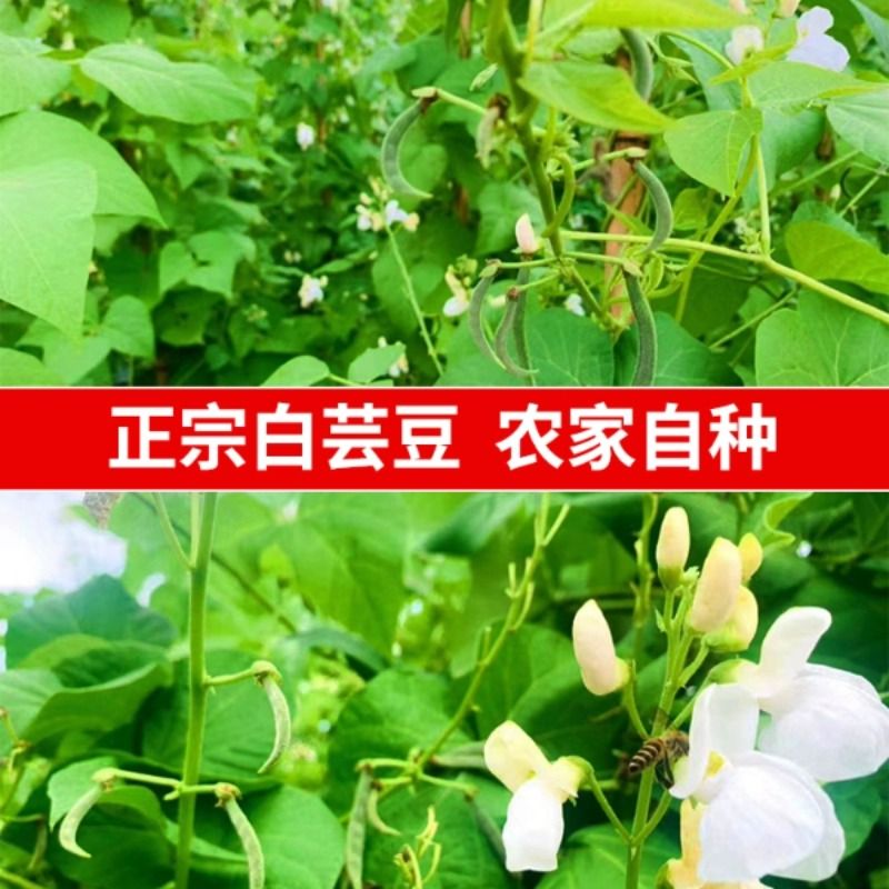 白芸豆干货500g新货白腰豆大芸豆新鲜云豆大豆无硫大白豆五谷粗粮 - 图0