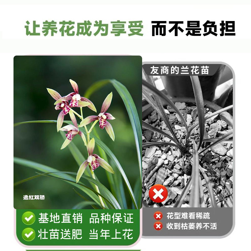 建兰小国魂带花苞浓香型四季兰花苗室内耐阴好养勤花绿植盆栽花卉 - 图3