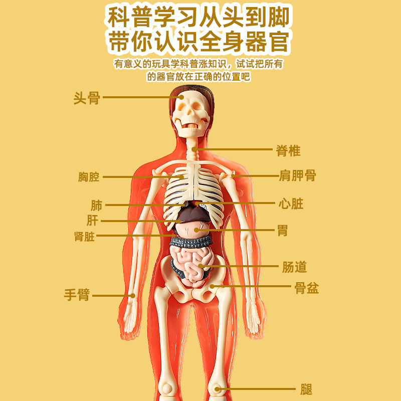 人体结构模型器官骨骼拼装生物医学解剖身体内脏骨架儿童玩具肌肉-图2