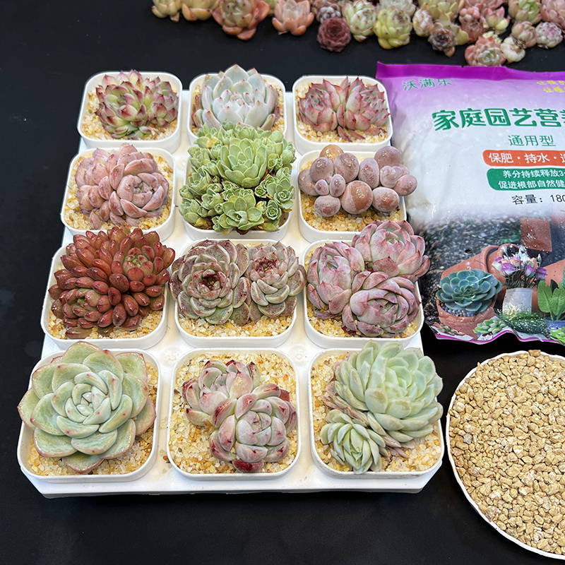 多肉植物组合精品套餐盆栽好养花卉懒人绿植物大颗玉露品种阳台