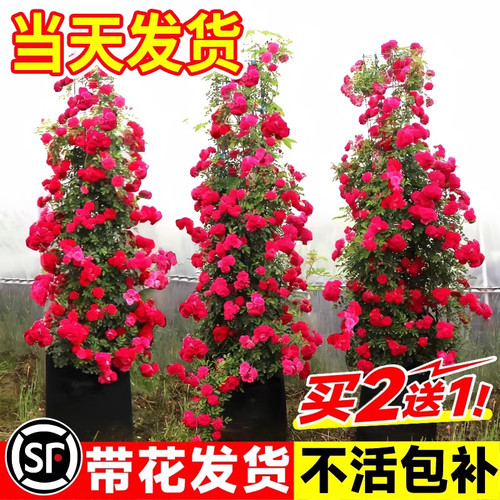 红木香花苗爬藤植物甜蜜黄白木香花树庭院四季开花卉盆栽大苗蔷薇 - 图1