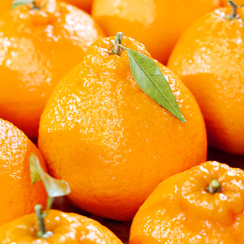 四川丑橘新鲜水果丑八怪当季孕妇手剥泡沫托彩箱不知火桔子现摘 四川丑橘新鲜水果丑八怪当季孕妇手剥泡沫托彩箱不知火桔子现摘