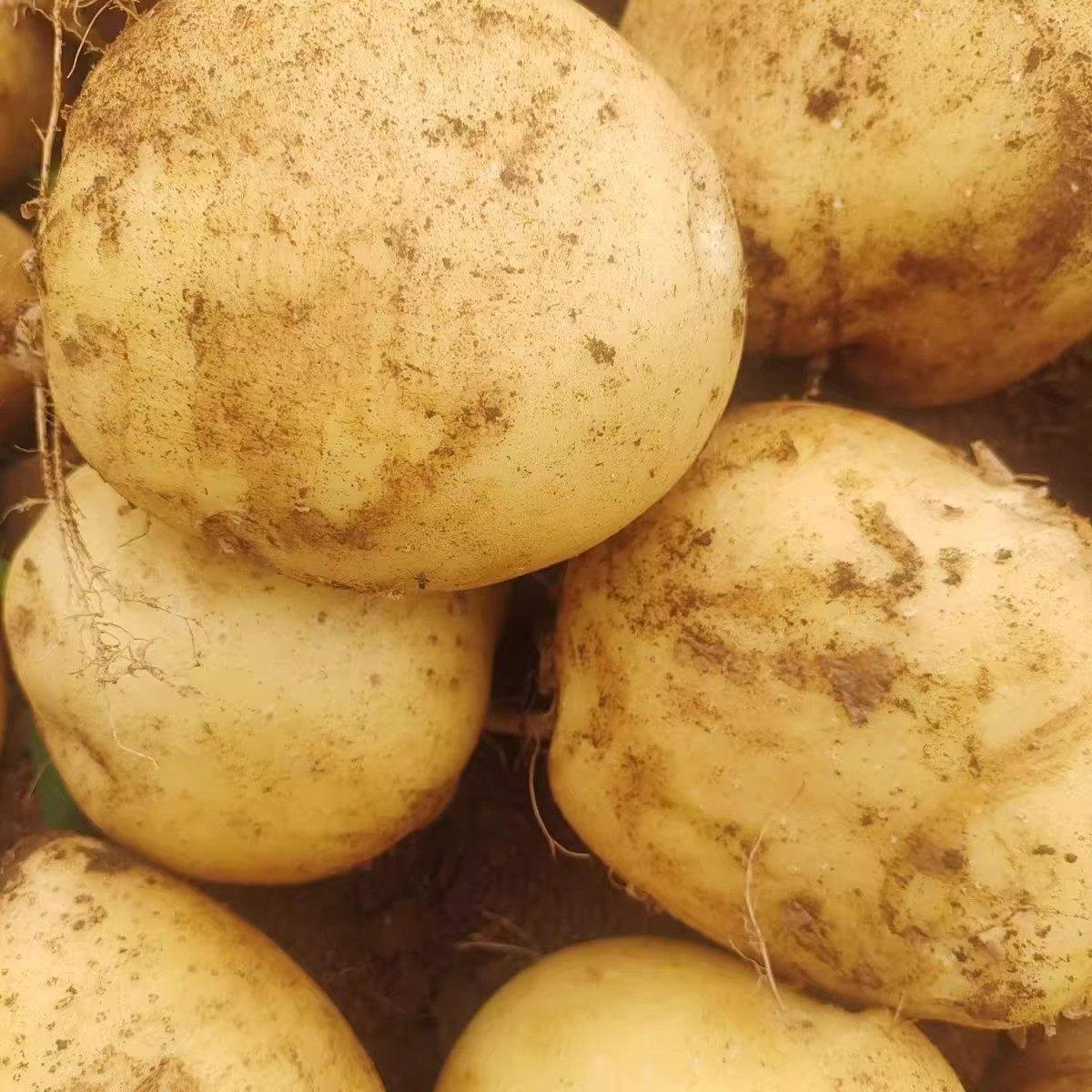 新货现挖黄皮土豆新鲜马铃薯正宗农家自种洋芋蔬菜整箱批发,淘宝优惠券,粉丝福利购,淘宝优惠卷