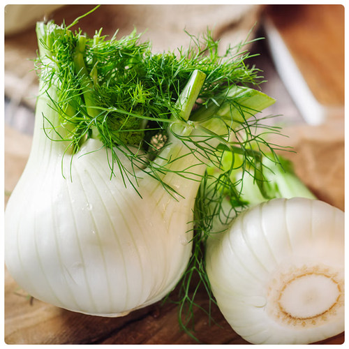 鲜球茎大茴香茴香头1-5斤 新鲜茴香根茴香球茎 西餐料理香料食材 - 图0