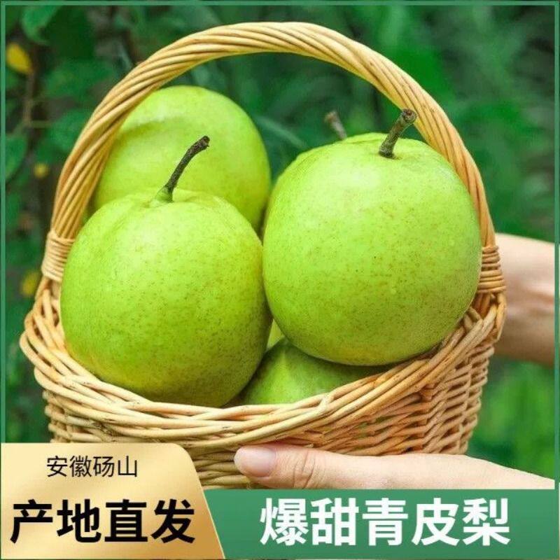 正宗青皮砀山御冠梨彩箱5斤  单果250G+