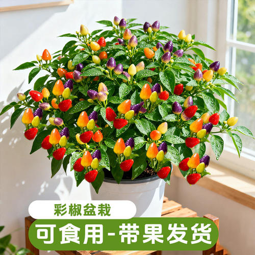 七彩辣椒盆栽带果绿植可食用室内植物阳台朝天椒菜秧苗室外客厅 - 图1