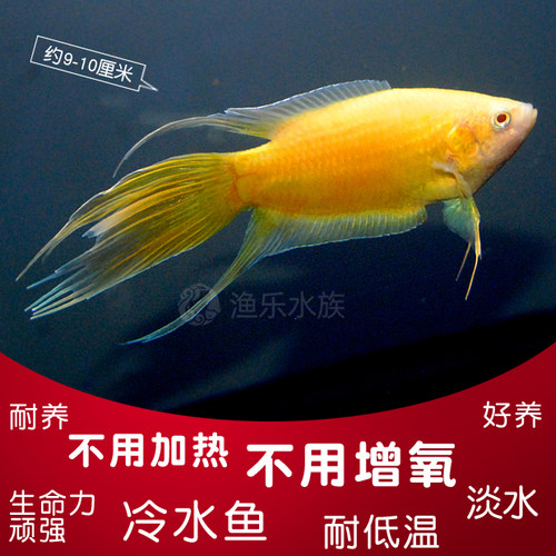 中国斗鱼活体黄色斗鱼黄金改良普叉巨普冷水鱼旁皮叉尾淡水观赏鱼 - 图1