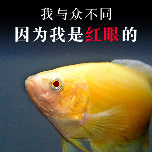 中国斗鱼活体黄色斗鱼黄金改良普叉巨普冷水鱼旁皮叉尾淡水观赏鱼 - 图2