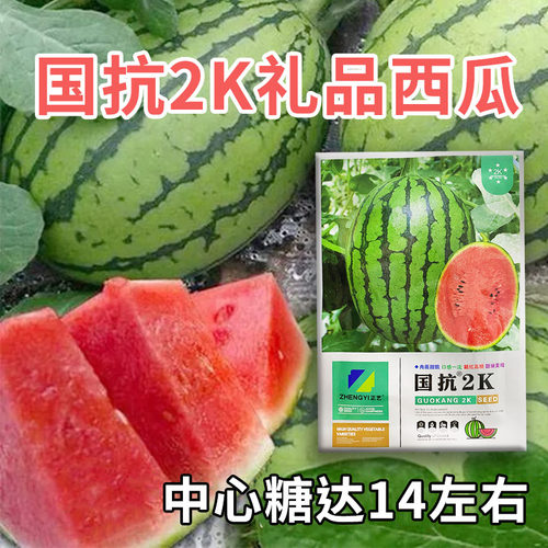 正品国抗2K西瓜种子礼品西瓜糖达14耐病高产基地用红小玉礼品西瓜 - 图0