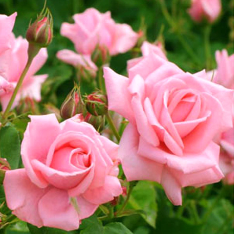 粉玫瑰种子花卉观花绿植物室外庭院阳台盆栽四季浓香大花月季蔷薇