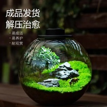 (Green Moss upper product) Space capsule Ecological Microscape Real Plant Building Eco Bottle Creative desktop Green Planting Finished Product