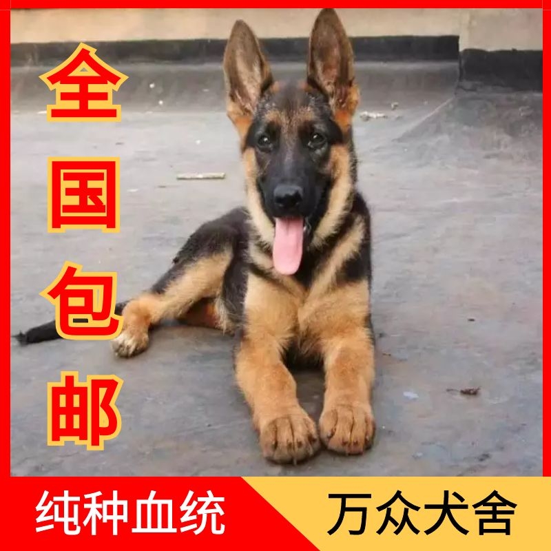 纯种德牧幼犬大型犬看家犬弓背犬黑背幼犬狼狗幼犬德国牧羊犬幼犬 - 图3