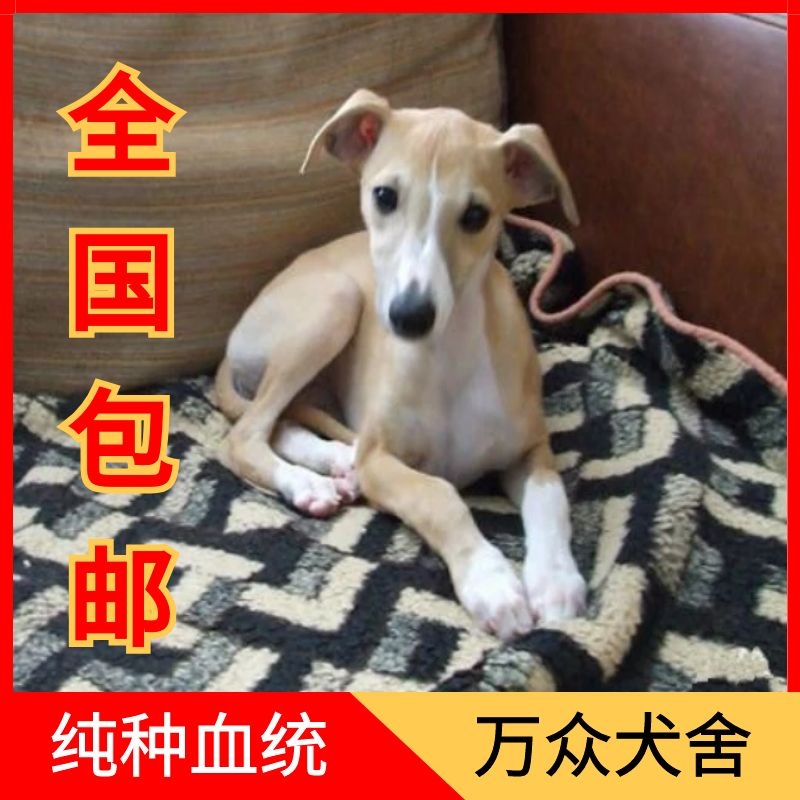 灵缇犬幼犬格力犬活体纯种意大利小灵缇猎兔犬细狗犬成年惠比特犬 - 图1