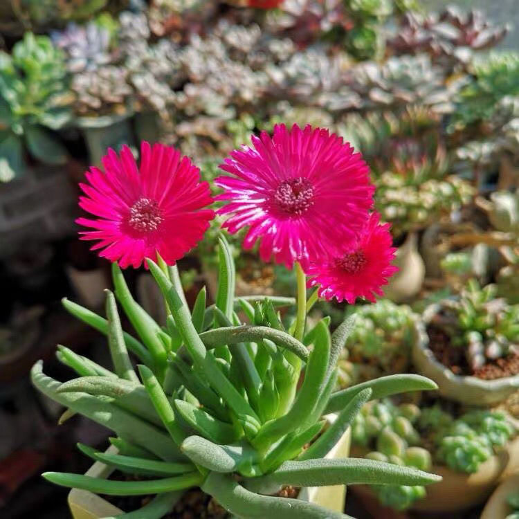 奔龙多肉植物红花绿植花卉带盆土阳台新手好养肉肉,淘宝优惠券,粉丝福利购,淘宝优惠卷