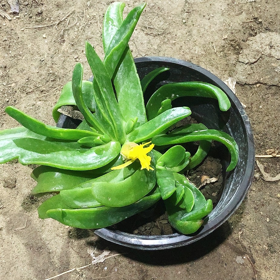 佛手拖金多肉植物大棵盆栽翠绿色阳台盆栽花卉绿植新手好养肉肉 - 图0