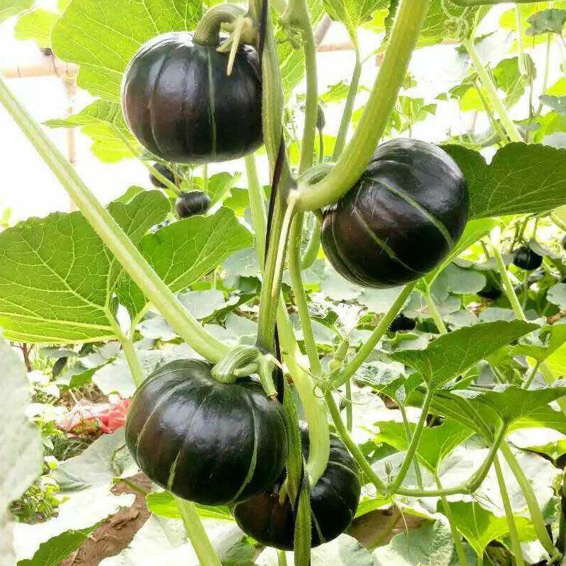 绿贝贝南瓜种孑板栗味迷你小南瓜种籽软糯香甜型高产春季蔬菜种子