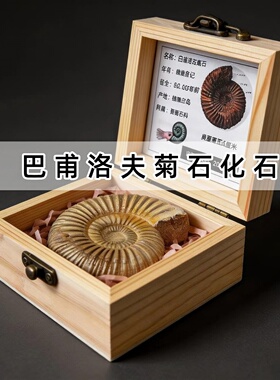 天然菊石伴手礼科普标本动物化石